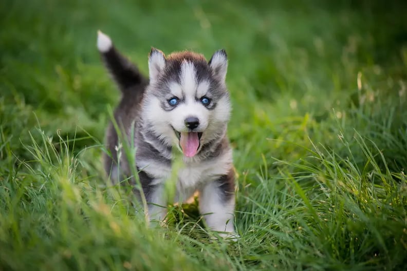 Husky shops and puppy